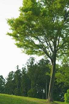 木 木 草原,公園,高原の写真素材