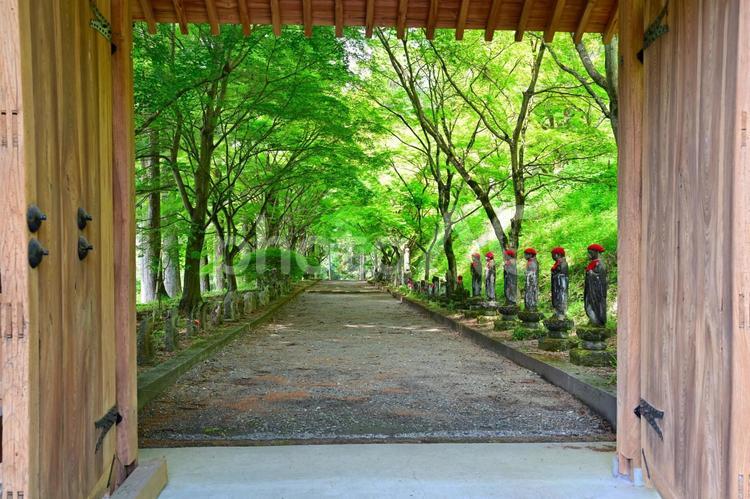 新緑の金蔵院参道（栃木佐野） お寺,寺院,参道の写真素材