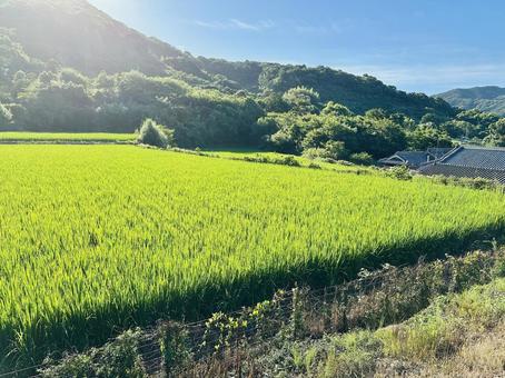 田園に光る緑の稲が揺れる朝景色 田園に光る緑の稲が揺れる朝景色 青々とした稲,農村風景,田んぼの写真素材