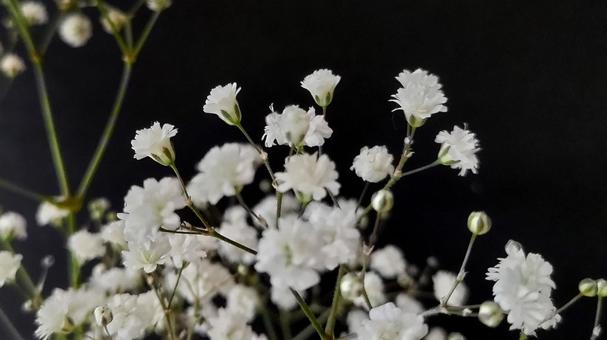 カスミソウ (5) カスミソウ (5) カスミソウ,背景素材,アップの写真素材
