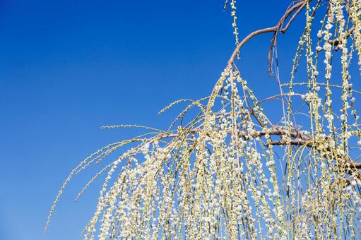 青空に映える満開の枝垂れ梅 梅,迎春,梅の花の写真素材