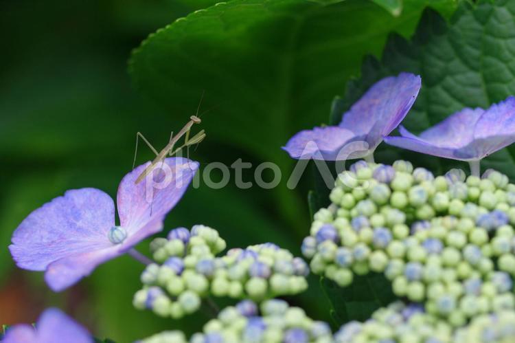 紫陽花　アジサイ　夏の花　カマキリ 紫陽花,アジサイ,梅雨の写真素材