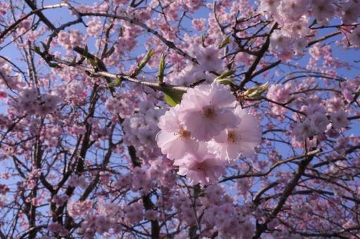 桜の花びら 桜の花びらの写真