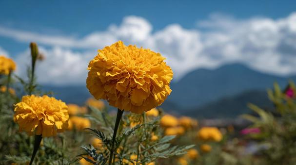 自然の中で咲き誇る、元気なマリーゴールドの写真