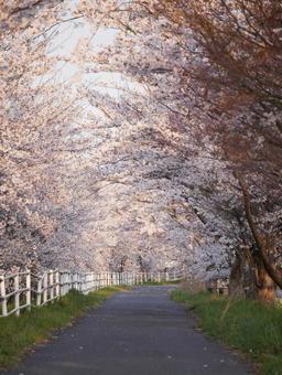 桜並木 桜並木の写真