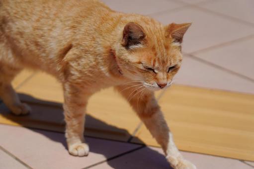 猫島相島の可愛いねこちゃん 茶トラ,ねこ,猫島の写真素材