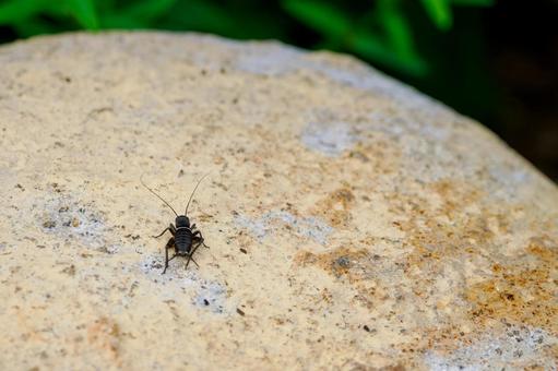 コオロギの幼虫⑴の写真
