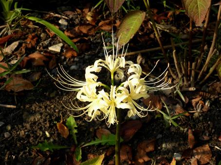 午後の花壇に咲くヒガンバナを上から見る ヒガンバナ,花,植物の写真素材