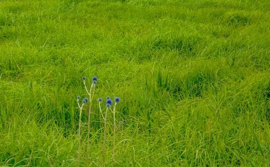 ひごたい 自然,湿原,爽やかの写真素材