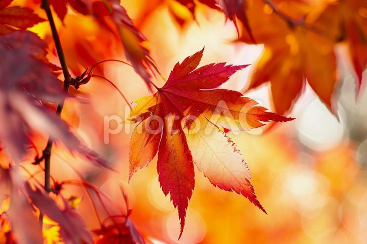 秋を彩るモミジの葉と美しいボケ背景 紅葉,モミジ,葉の写真素材