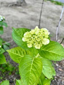咲き始めの紫陽花 咲き始めの紫陽花の写真