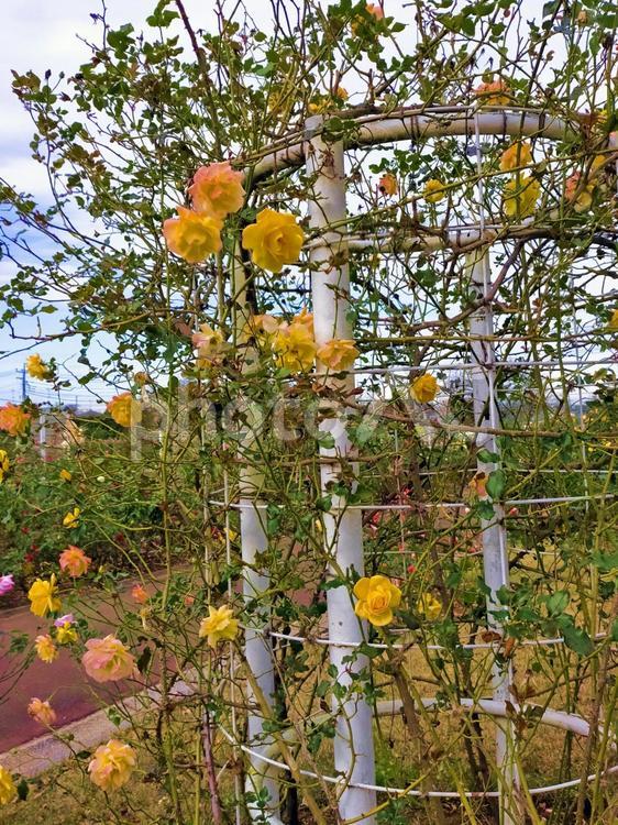 黄色いバラの蔦が巻き付いた柵 アーチ,公園,蔦の写真素材
