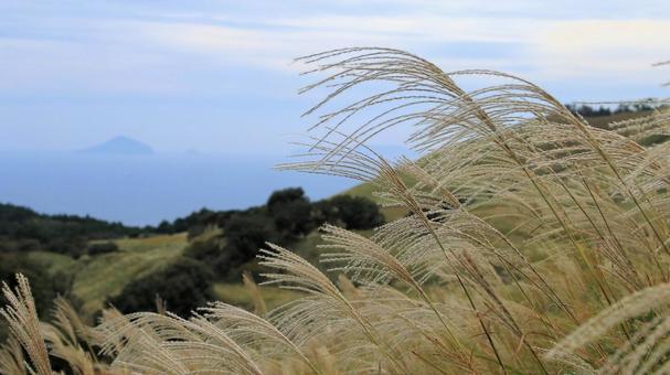 稲取細野高原のすすき野原　16 稲取細野高原,ススキ,秋の写真素材