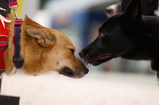 犬たちの挨拶〜再会の優しい時間 犬たちの挨拶〜再会の優しい時間 犬,ワンコ,可愛い犬の写真素材