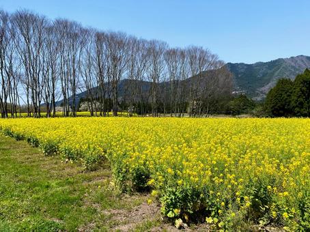 菜の花畑と背の高い落葉樹 菜の花,菜の花畑,春の写真素材