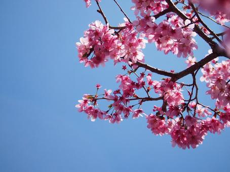 cherry blossoms, JPG cherry blossoms, JPG
