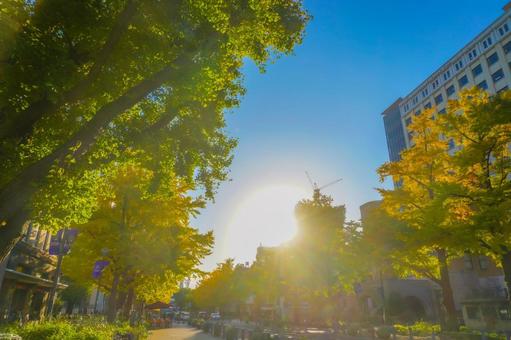 Japan Boulevard and backlit ginkgo trees, JPG Japan Boulevard and backlit ginkgo trees, JPG