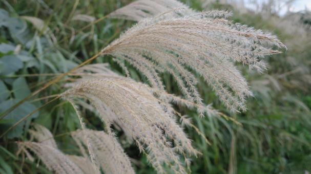 ススキ ススキ,ススキの穂,群生の写真素材