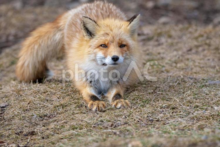 伸びをするキタキツネ キツネ,キタキツネ,動物の写真素材