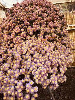 菊の花2 菊の花2の写真
