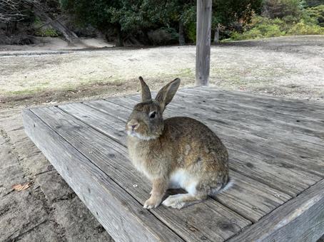 野生のうさぎ2 野生のうさぎ2 うさぎ,ウサギ,自然の写真素材