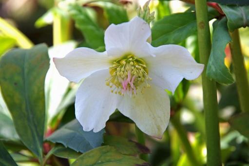 クリスマス・ローズ ヨーゼフ・レンパー クリスマス・ローズ ヨーゼフ・レンパー クリスマス・ローズ,ヨーゼフ・レンパー,黑根鐵筷子の写真素材