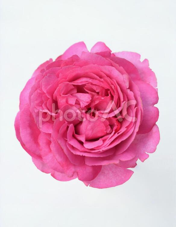 薔薇、バラ ばら,ピンク,イブピアッチェの写真素材