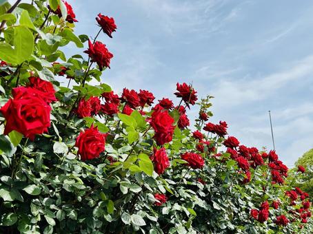 赤い薔薇と空 赤い薔薇と空 バラ,薔薇,赤の写真素材