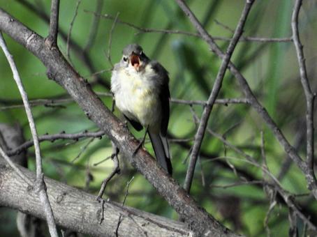 Grey wagtail with its beak wide open, bird, wild bird, gray wagtail, JPG