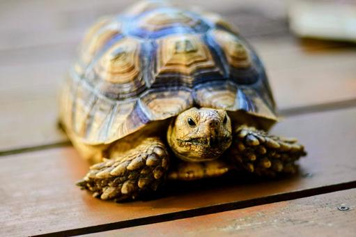 リクガメ : ケヅメリクガメ リクガメ : ケヅメリクガメ 亀,カメ,爬虫類の写真素材