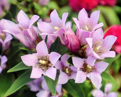 鎌倉市の花の写真