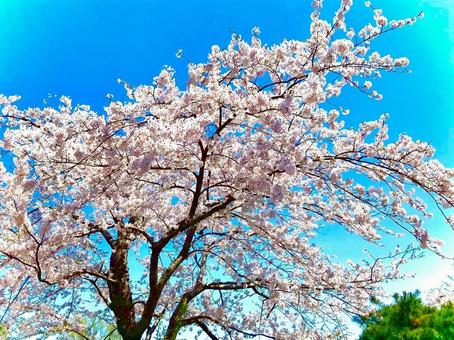桜 桜,満開,花の写真素材