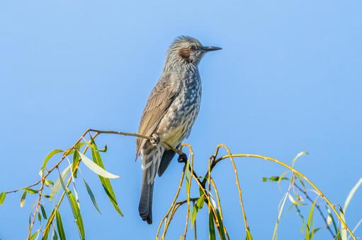 枝にとまるヒヨドリ 枝にとまるヒヨドリの写真