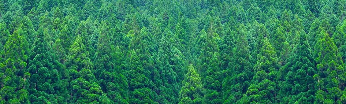 針葉樹が密集する深い緑の森林 森林,針葉樹,杉の写真素材