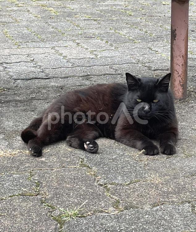 何か用？ 猫,野良猫,黒猫の写真素材