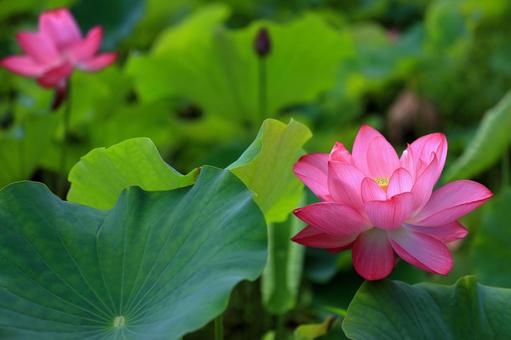 Photo, oga lotus, a lotus, lotus, 