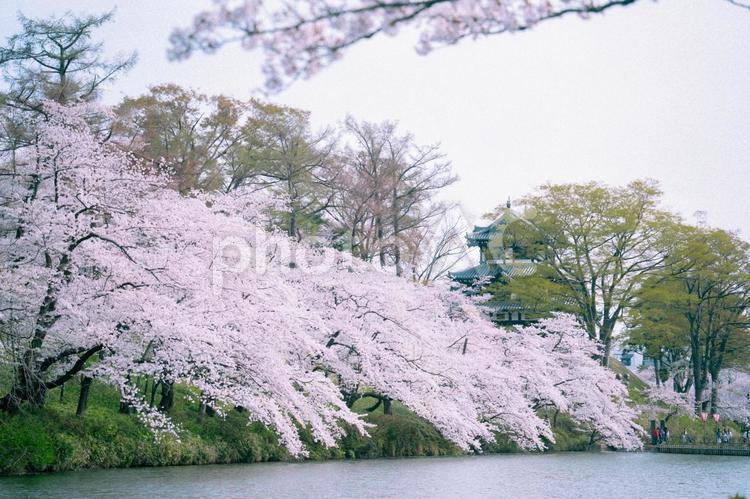 お堀の桜 桜,春,木の枝の写真素材