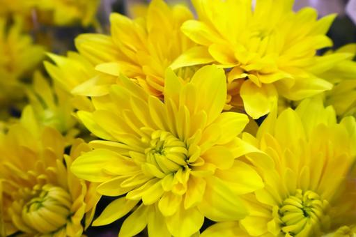 菊の花(黄色)仏花 墓参り・お彼岸 秋2 菊の花(黄色)仏花 墓参り・お彼岸 秋2 菊,花,仏花の写真素材