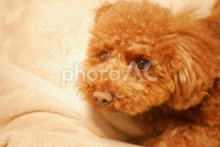 そろそろモデル代くれる？ 毛皮,可愛い,犬の写真素材
