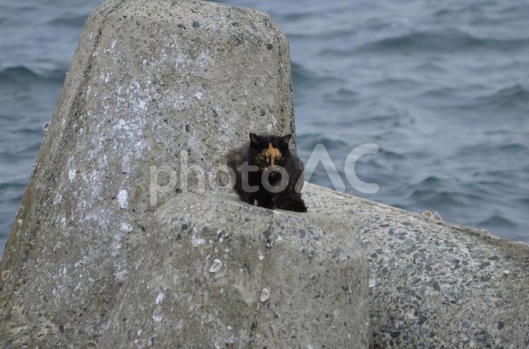面白い顔の猫 ネコ,ねこ,ユニークな顔の写真素材