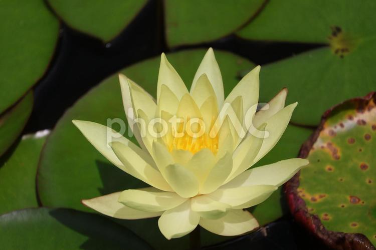緑の葉と黄色の花びらの睡蓮の花のアップ 緑,葉,黄色の写真素材