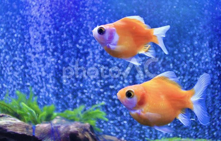 並んで泳ぐ金魚・たまさば たまさば,ピンポンパール,金魚の写真素材