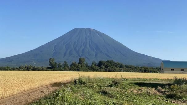 麦と羊蹄山 麦と羊蹄山 北海道,山,羊蹄山の写真素材