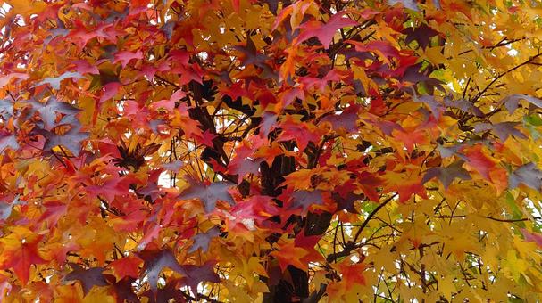 紅葉・秋の哀愁 紅葉・秋の哀愁 紅葉,枯葉,秋の写真素材