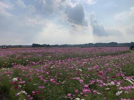 コスモス コスモス コスモス畑,コスモス,花畑の写真素材