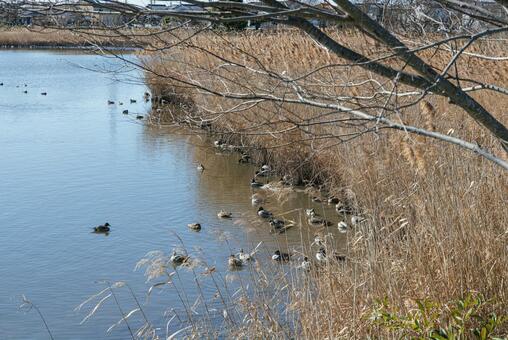 草陰で羽を休める鴨たち マガモ,カルガモ,オナガガモの写真素材