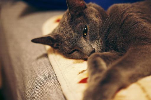 のんびりとした家猫の日常 のんびりとした家猫の日常の写真