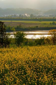 250504飯山市菜の花公園 長野県,飯山市,菜の花公園の写真素材