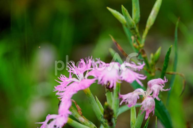 カワラナデシコ⑵ 花,カワラナデシコ,ヤマトナデシコの写真素材