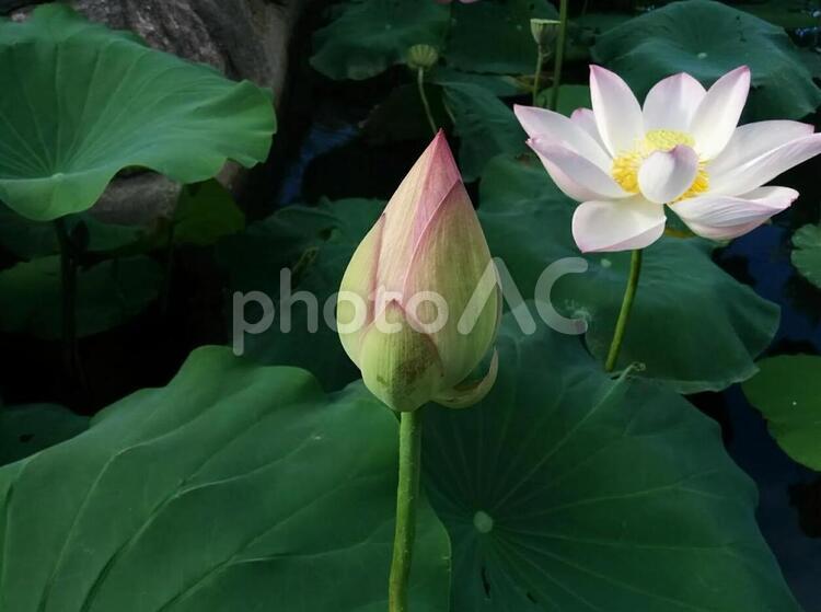花　蓮　2 夏,はす,蓮の写真素材